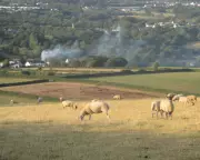 A Glimpse of Autumn's Arrival: Swallows Gather and Hedges Burst with Berries | Country Diary