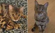 Adelaide Family's Heartbreak as Beloved Cat Patrick Wrongfully Euthanised in Devastating Vet Error