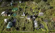 Allotment Squeeze: Councils Forced to Offer 'Micro-Plots' 85 Times Smaller as Demand Soars