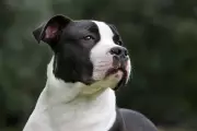 AmStaff Dog Attack Statistics: Are NSW's Figures Misleading the Public?
