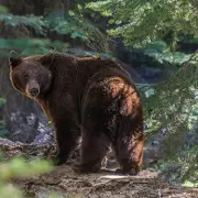 Animal Lovers' Fury: Pet Owner's Horror as Beloved Cat Dies After Vet Visit in Sussex