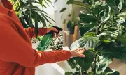 Autumn Houseplant Survival Guide: Expert Tips to Keep Your Indoor Garden Thriving