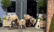 Baa-rmy Raid: Hilarious Moment Sheep Flock Storm Village Pub in Daring Daylight Heist