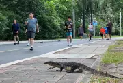 Bangkok's Giant Lizard Boom: 'Little Godzillas' Overrun City as Monitor Population Explodes