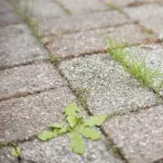 Banish Patio Weeds Forever: The One Natural Wonder That Obliterates Unwanted Growth