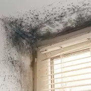 Beat the Damp: Expert Tips to Prevent Mould in Your Home This Winter