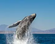 Beyond the Brink: The Unseen Fight Against Ecological Collapse | A Guardian Special Report