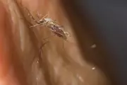 Brazil Deploys Army in 'Revolutionary' War on Mosquitoes as Dengue Cases Surge