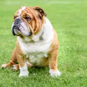 Bulldog Owners Swear By This £2 Wrinkle-Cleaning Hack That Saves Hundreds on Vet Bills