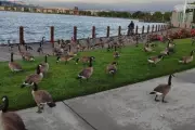 California's Bay Area Declares War on Geese Poop Nuisance | Public Health Crisis