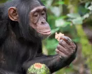 Chimps' Happy Hour: Groundbreaking Study Reveals Wild Apes' Intentional Alcohol Consumption