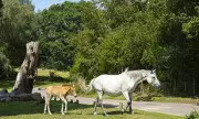 Countryside Code Shake-Up: New Rules for Night Fishing, Pony Stroking, and Wild Swimming in England