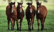 CRISPR Breakthrough: British Scientists Genetically Edit Horses for Enhanced Stamina and Performance