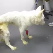 Cruel Owner Jailed: Starved Husky Found in Filthy Home with 1cm Long Nails