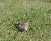 Curlew Crisis: The Controversial Fox Culls Fuelling a Conservation Clash