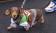 Dachshund Derby Delight: Chester Racecourse Crowns Speedy Sausage Dog Champion