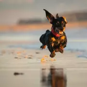 Dachshund Owner's Tearful Realisation: Vet's 'Sausage Dog' Diagnosis Wasn't A Joke