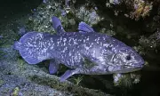 David Attenborough's Deep Ocean Revelation: The Astonishing Return of the 'Extinct' Coelacanth