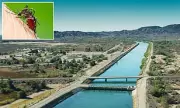 Deadly Brain-Swelling Mosquito Virus Spreads Alarmingly to New US Cities | UK Health Alert