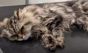 Deadly Danger for UK Pets: Counterfeit Flea Treatments Sold Online Are Poisoning Cats