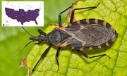 Deadly Kissing Bug Disease: The Silent Killer in Your Home - Spot These Early Warning Signs