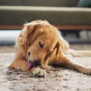 Dog Expert Warns: This Common Walking Habit Is Causing Your Pet Major Stress