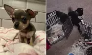 Dognapping Drama in South London: Brave Bystanders Chase Thief Who Stuffed Puppy into Rucksack