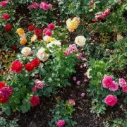 Expert Gardener's Secret: 5 Foolproof Tips for Perfect, Disease-Free Roses This Summer