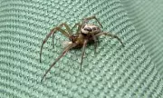 False Widow Invasion: Britain's Most Venomous Spider On The Bite As Climate Change Fuels Spread