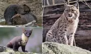 Farmers Offered Cash to Host Lynx and Beavers in Radical Rewilding Scheme