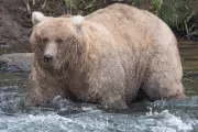 Fat Bear Week 2024: Live Webcams Return to Crown Alaska's Heftiest Bruin