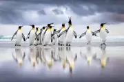 Feathered Marvels Captured: Bird Photographer of the Year 2025 Winners Revealed