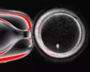 Fertility Revolution: Human Skin Cells Transformed into Viable Eggs in Groundbreaking UK Research