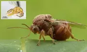 Flesh-Eating Wasps Invade New York and Oregon: Scientists Sound Alarm Over Spreading Parasitic Threat
