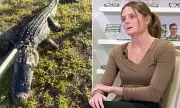 Florida Horror: Eight-Foot Alligator Attacks Doctor in Terrifying Swamp Ambush