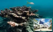 Florida Shark Attack Horror: Boy, 15, Fights for Life After Mauling While Snorkelling