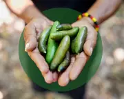 Forage Your Garden: How Australia's Edible Native Plants Offer a Deliciously Sustainable Revolution