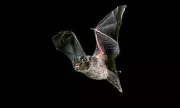 Fury as Council Splurges £4m on 'Bat Bridge' | Taxpayer Cash for Protected Species Sparks Outrage