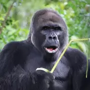 Gana, Disney World's Oldest Gorilla, Passes Away at 52 in Florida