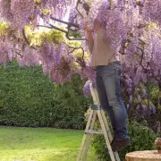 Garden Danger Alert: 5 Common Plants That Could Wreck Your Home and Cost a Fortune