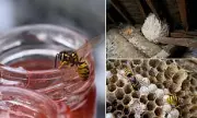 Gardeners' Alert: Expert Reveals Why Wasps Turn Aggressive in September and How to Stop Them