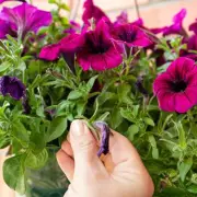 Gardeners Alert: The One Summer Job You Must Do Now to Save Your Plants