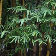 Gardeners Beware: The 'Runaway' Plant That's a Ticking Time Bomb in Your Borders