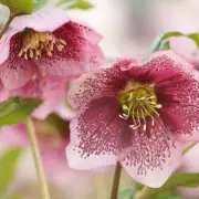 Gardeners' Secret Weapon: The September Planting Trick for a Spectacular Spring Display