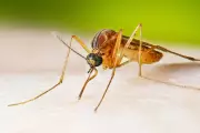 Genetic Breakthrough Targets Africa's Most Dangerous Malaria Mosquito