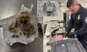 Ghastly Discovery at Tampa Airport: Human Remains Found in Luggage Amid Ritual Smuggling Probe