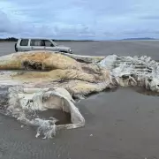 Giant 'Sea Dragon' Unearthed in Rutland: Largest Ichthyosaur Fossil in UK History Discovered