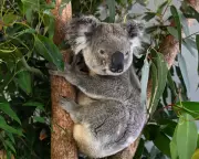 Giant Tuna, Lawn-Grazing Cows & Dorset's Rogue Beaver: This Week's Wildest Encounters