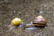 Glimmering Trails of Hope: A Snail's Silent Struggle in a Changing World | Country Diary