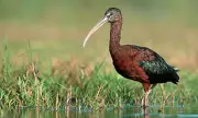 Glossy Ibis Spotted in UK: Rare Mediterranean Bird Sparks Excitement Among British Birdwatchers